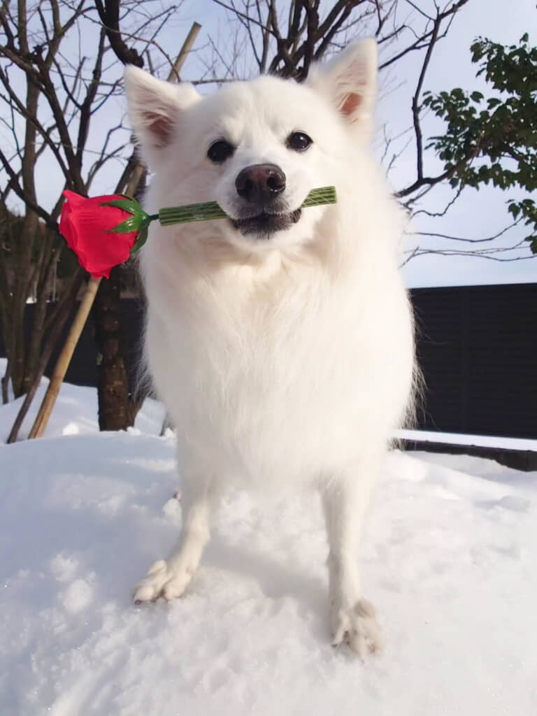 お花をくわえてイケワンです