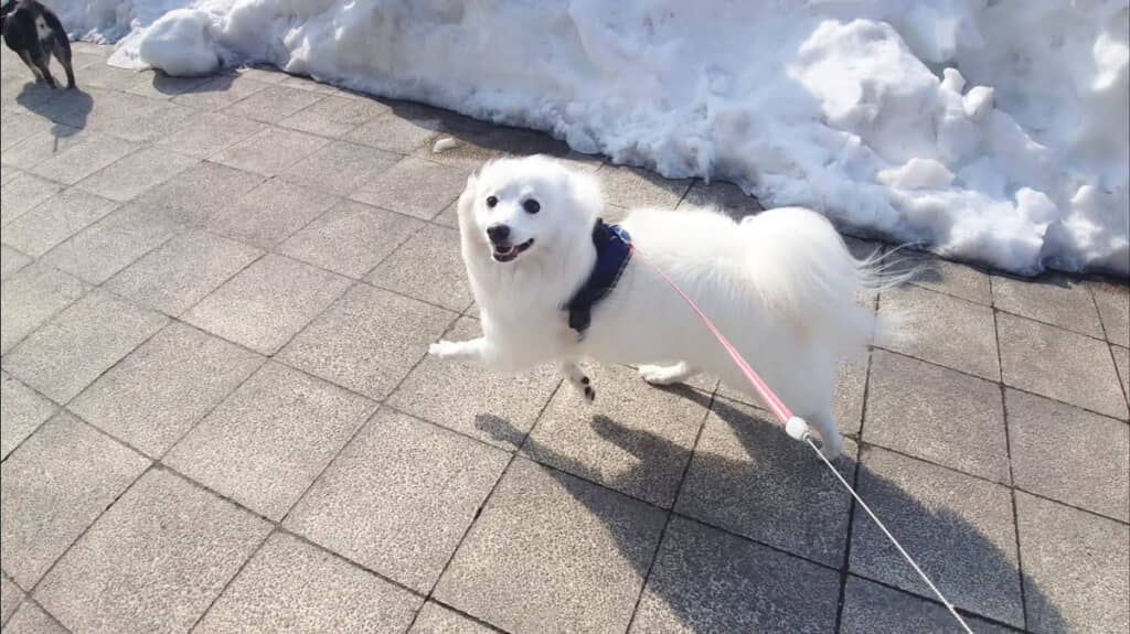 ママさんの手袋を奪い取るタイミングを見計らっている表情