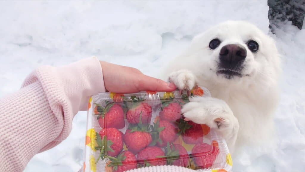 イチゴうれしいねぇ