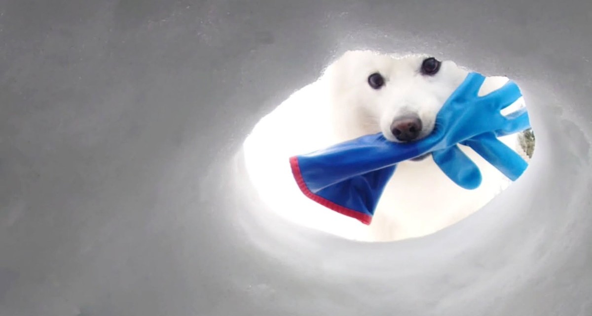 雪の中、手袋をくわえてきた愛犬→手を伸ばすと…… 予想外の光景に「賢