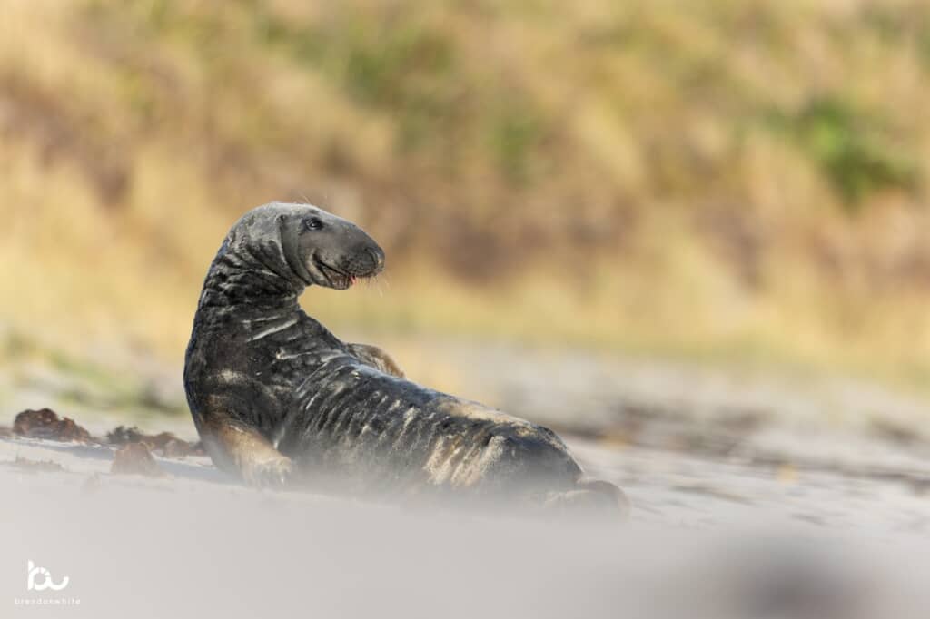 微笑んでいるかのように見えるアザラシ
