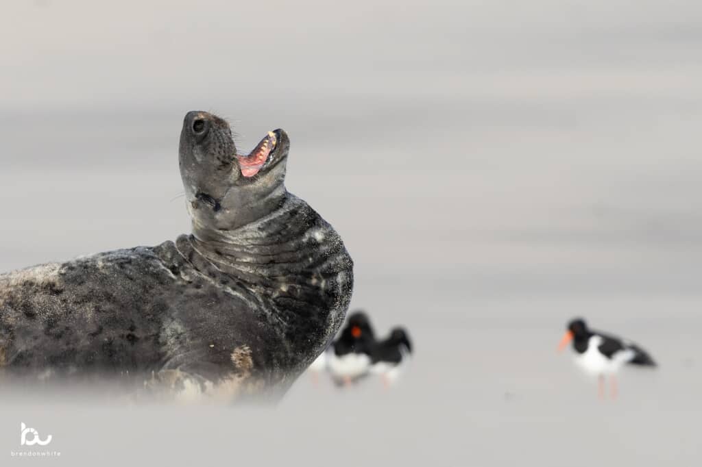 微笑んでいるかのように見えるアザラシ