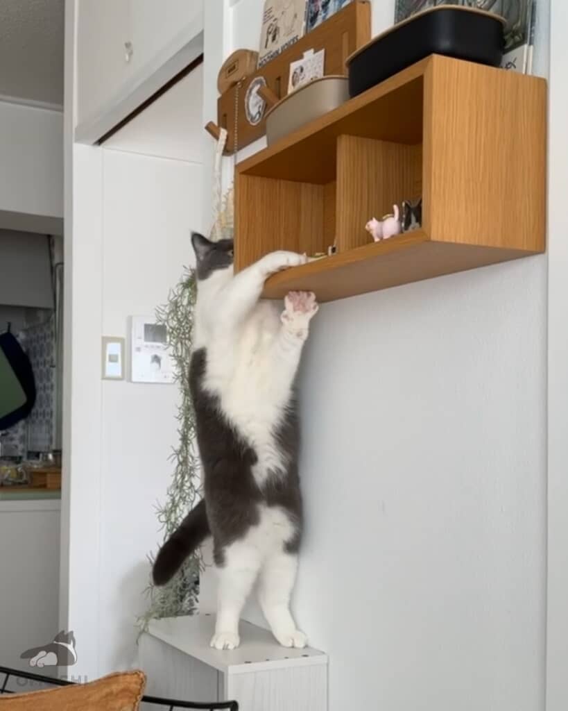 壁付けの棚から何かを取り出そうとするおもちちゃん