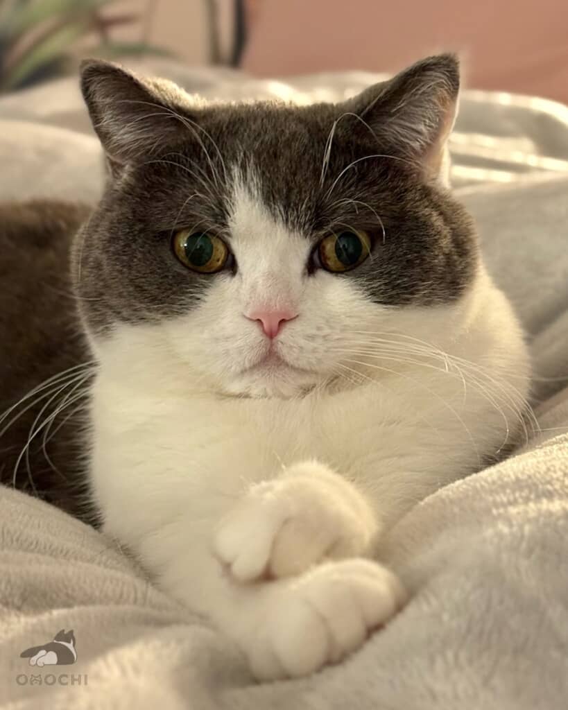 組んだ手が鏡餅のようなおもちちゃん