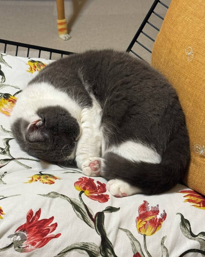 「の」の字になって眠るおもちちゃん