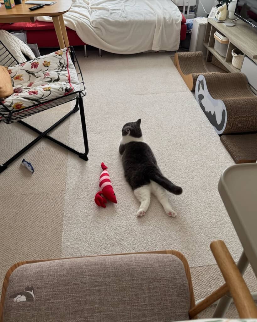 エビのぬいぐるみと添い寝するおもちちゃん