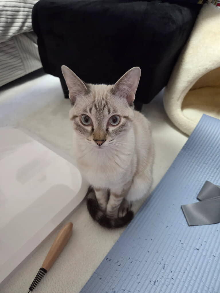 シャムトラ柄の「鯖」くん