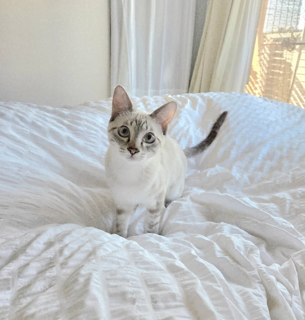 朝から元気いっぱいな鯖くん