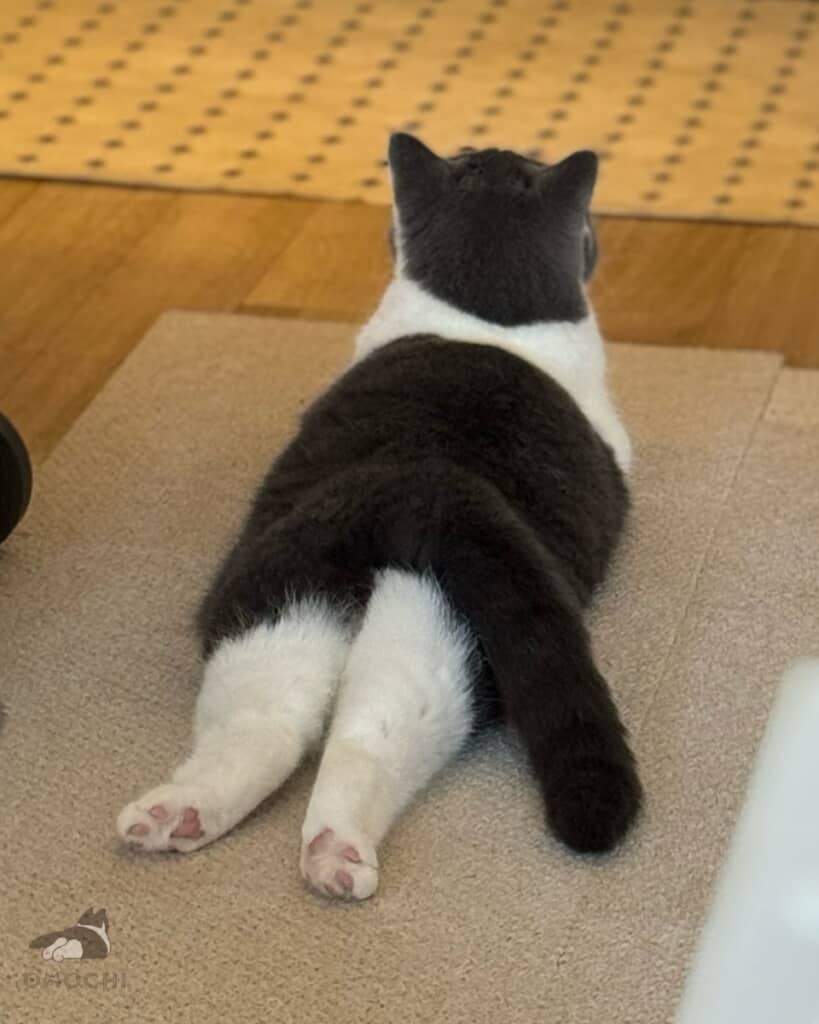 夏はちょっとスリムな姿に。でも寝そべり方は一緒