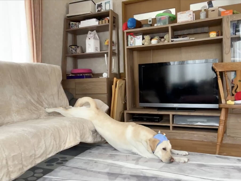 この姿勢が好きなのかな？