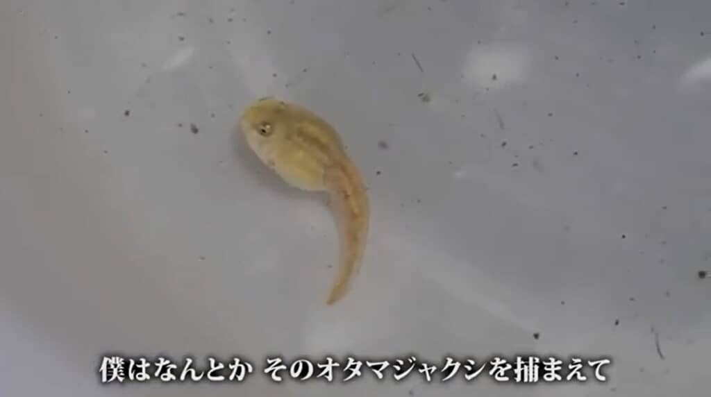 捕まえて間もない白いオタマジャクシ