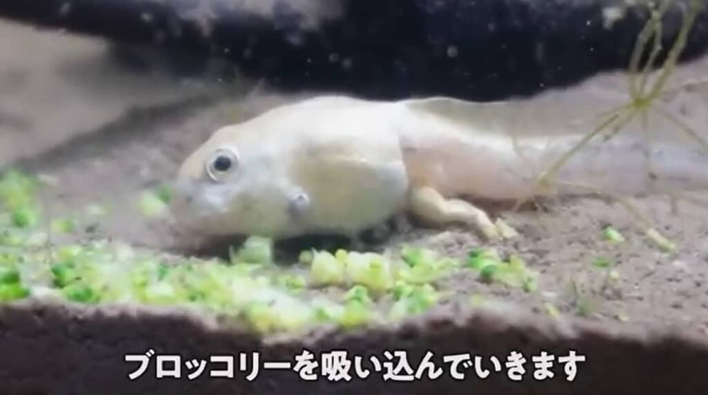 ブロッコリーを吸い込んでいます