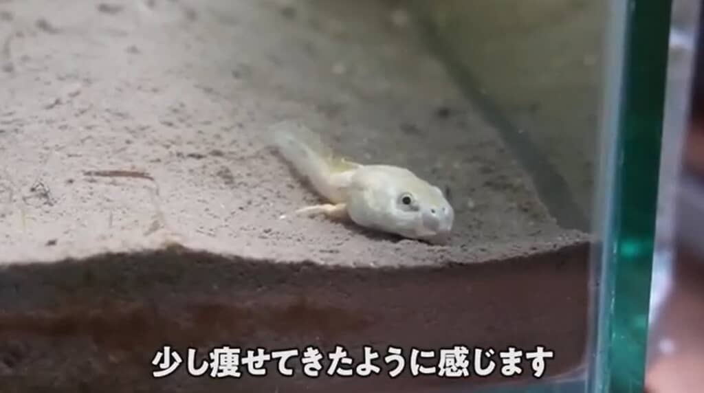 少し痩せてきたようです