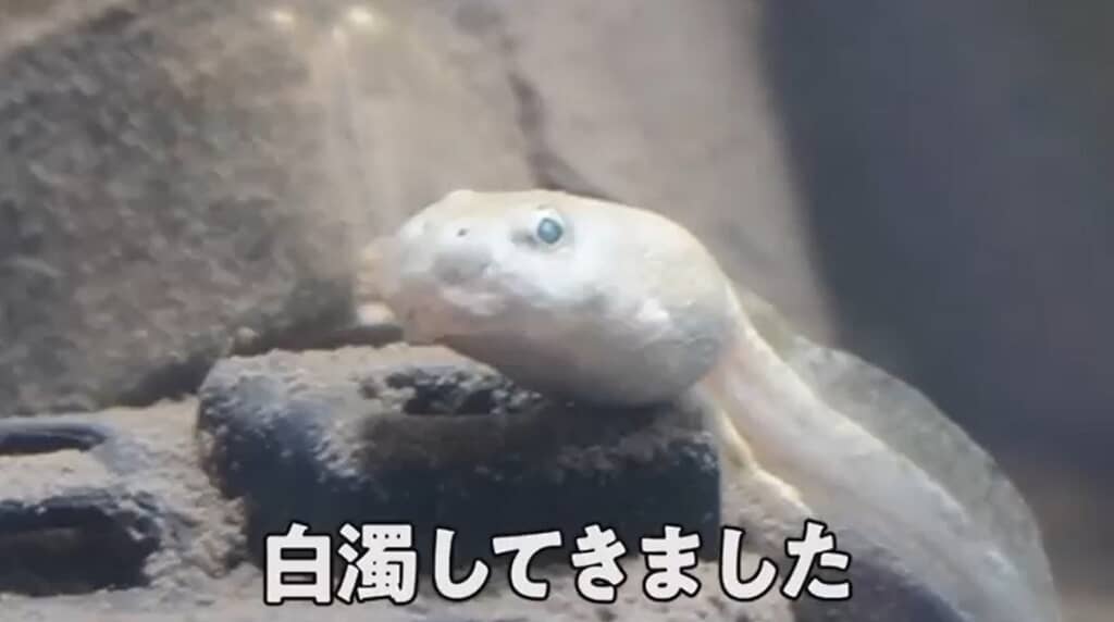 左目が白濁してきました