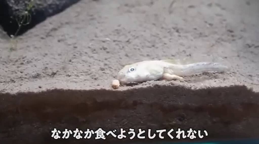 なかなか食べようとしてくれません