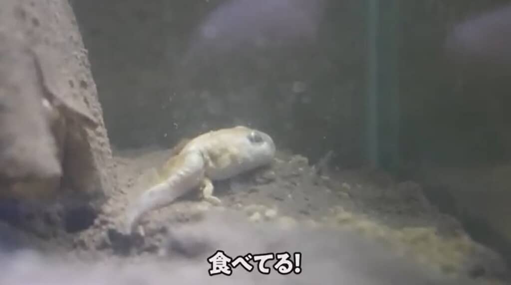 食べてくれました