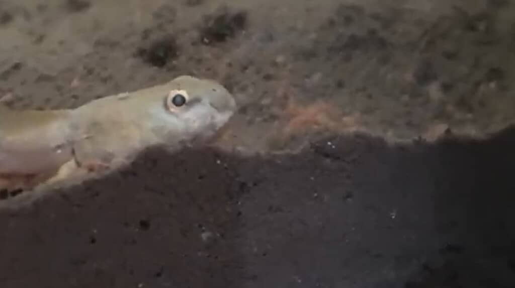 エサを食べる白玉ちゃん