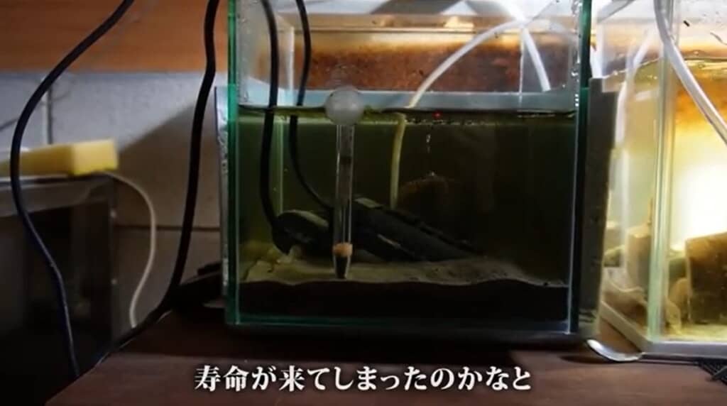 寿命が来てしまったようです