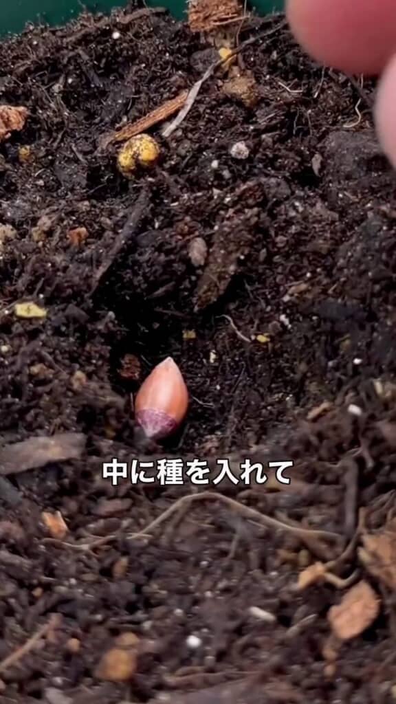 土の中に入れられたオレンジの種