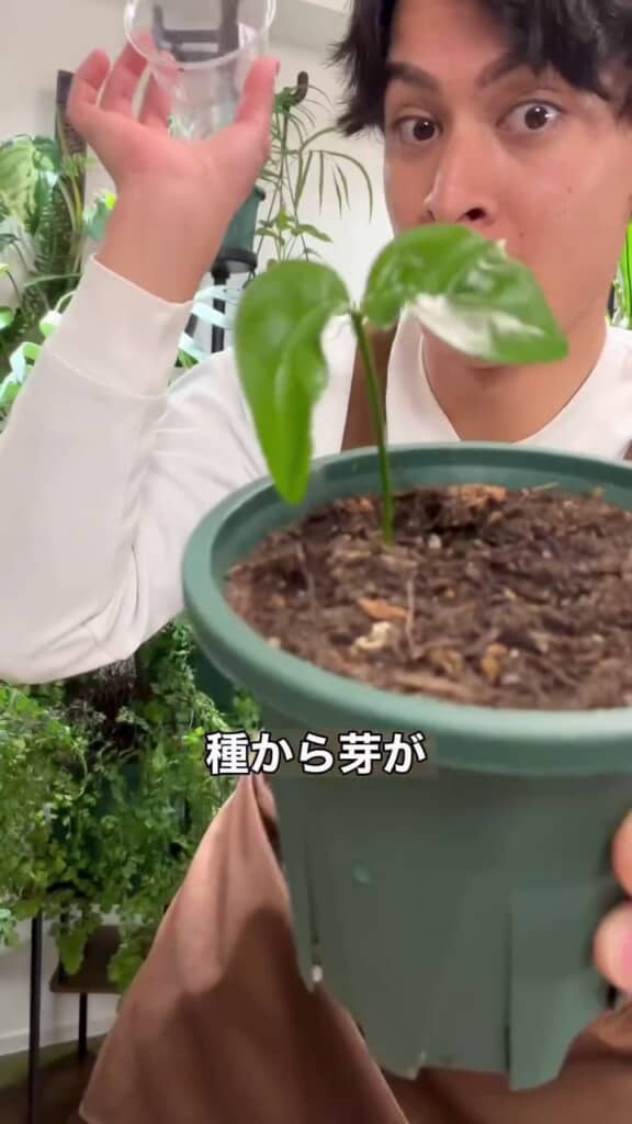 オレンジの芽