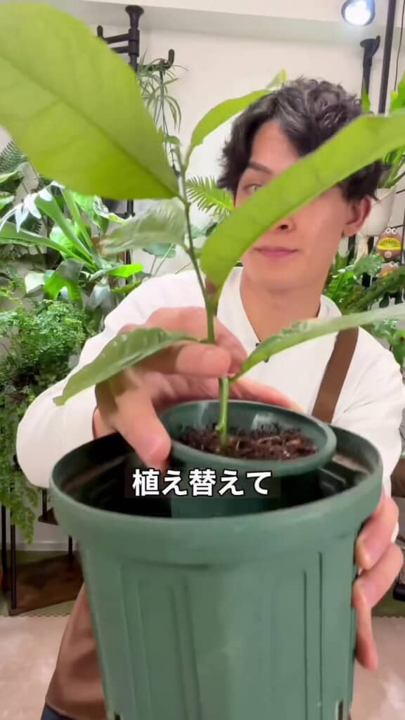 15センチになった苗を大きな鉢へ植え替え