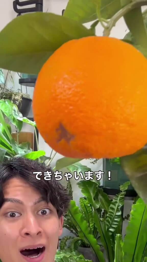 5年かけて育てた木になったオレンジの実