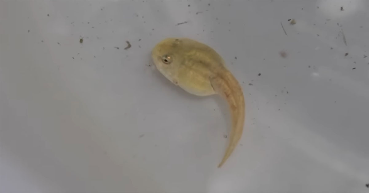 「どんなカエルになるんだろう」用水路で見つけた“白いオタマジャクシ”を大切に育てたら……　最期の姿に「泣きました」「幸せでしたね」（1/3） | その他生き物 ねとらぼ