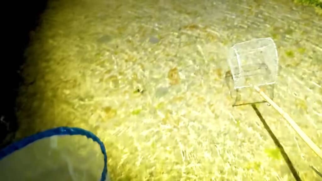 網で海中のエビを捕まえる様子