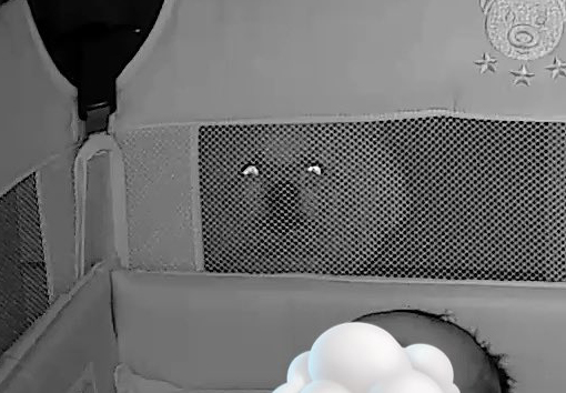 迫力満点な顔をしたワンコが!