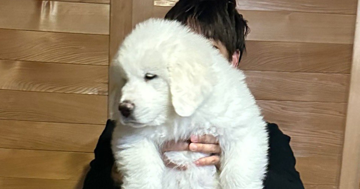 生後2カ月の超大型犬、10カ月後……「うそだろ」　驚きの成長速度に「こんなの見たことない！！」「すごすぎるwww」（1/2） | 犬 ねとらぼ