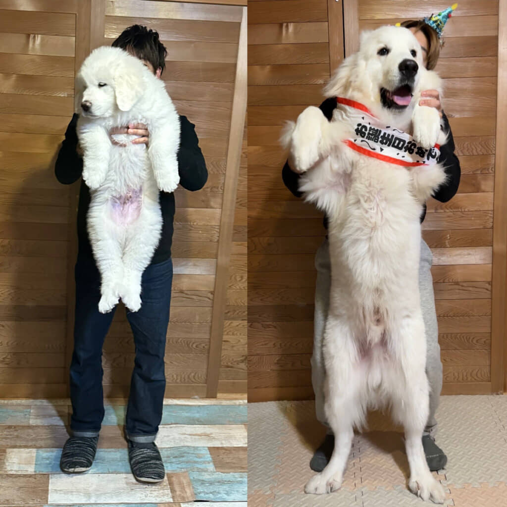 成長具合を比較した画像（左：生後2カ月　右：生後12カ月）