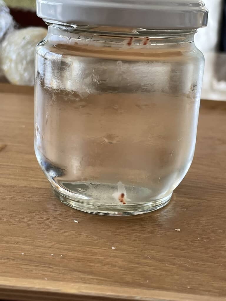 自宅の冷蔵庫にクリオネが!?