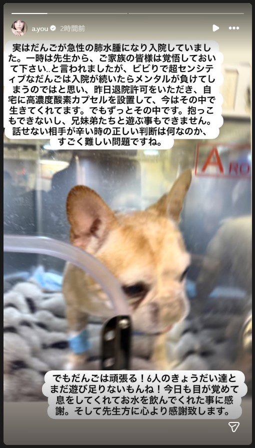 病状が深刻な浜崎あゆみの愛犬・だんご