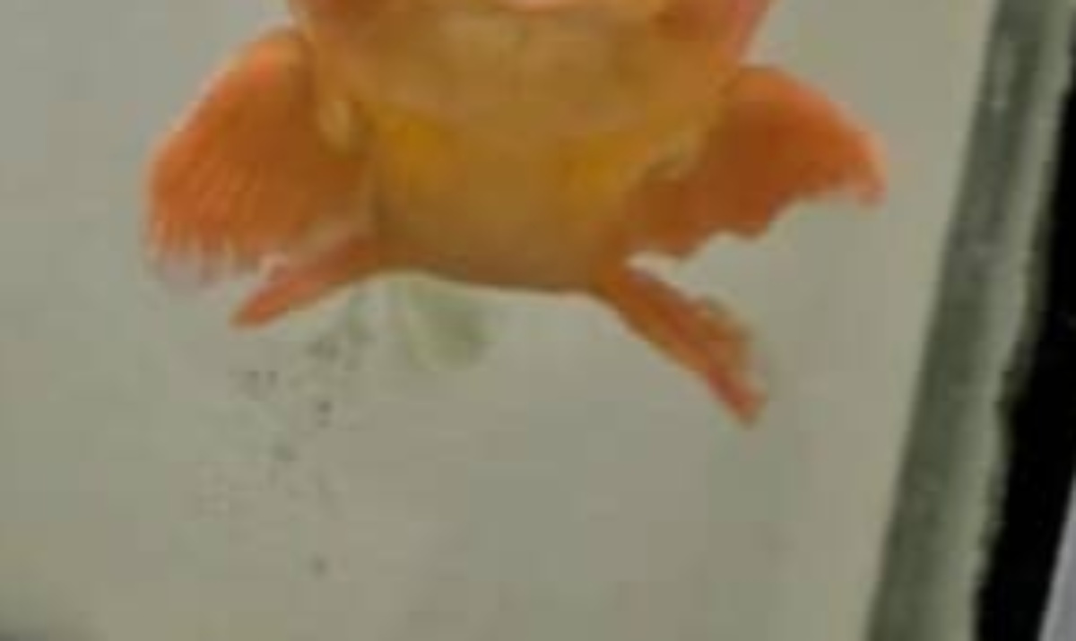 顔がうるさいタイプの金魚、現る 期待を超える表情に「何か言ってる」「実家で飼ってた金魚にそっくり」と世界が注目(1/3) | 小動物 ねとらぼ