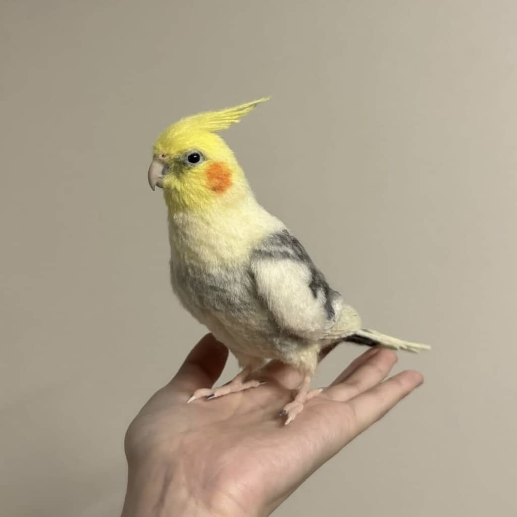 手のひらに乗ったオカメインコ