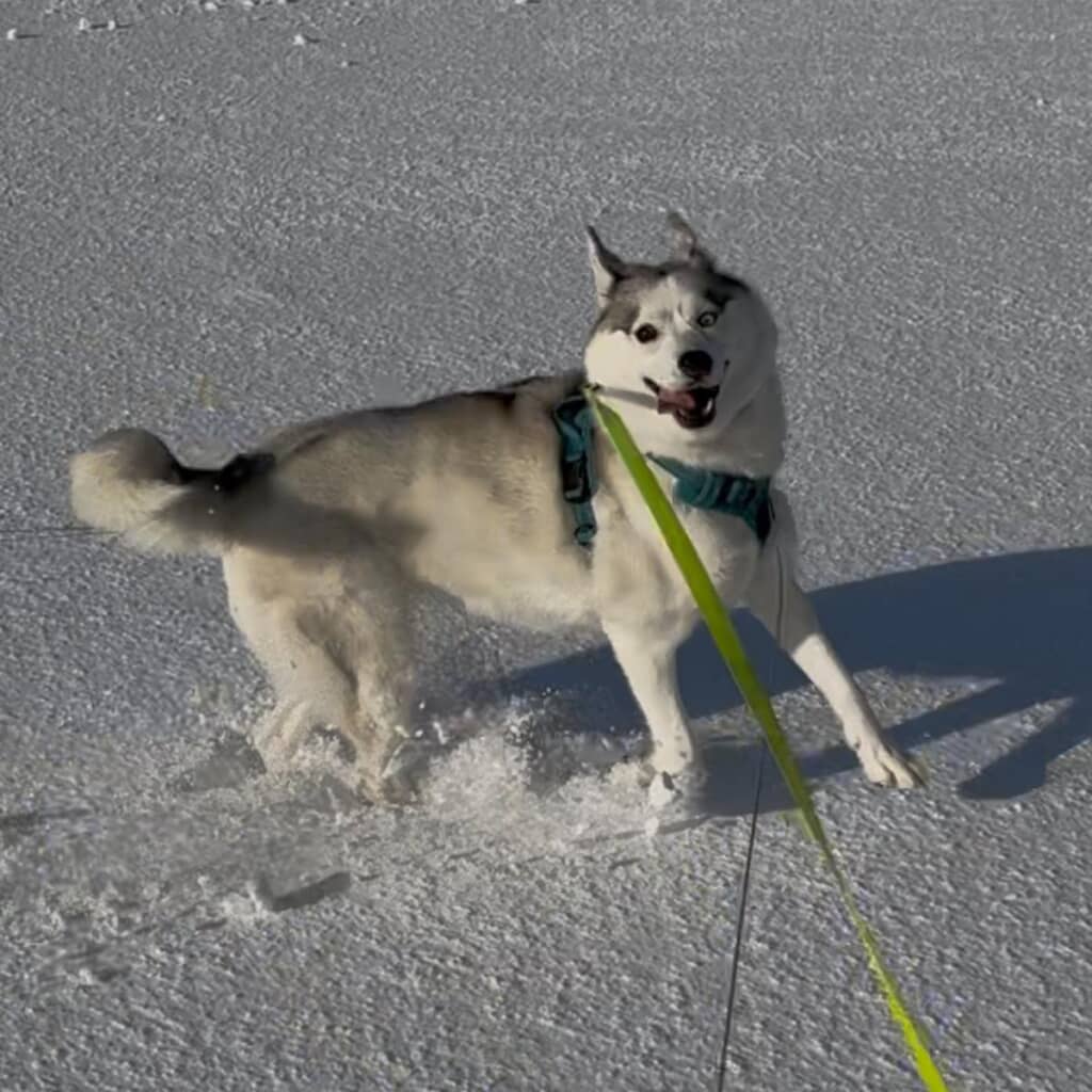 雪の時のシベリアンハスキーのイメージ