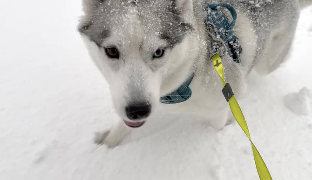 寒さには強いはずなのですが……