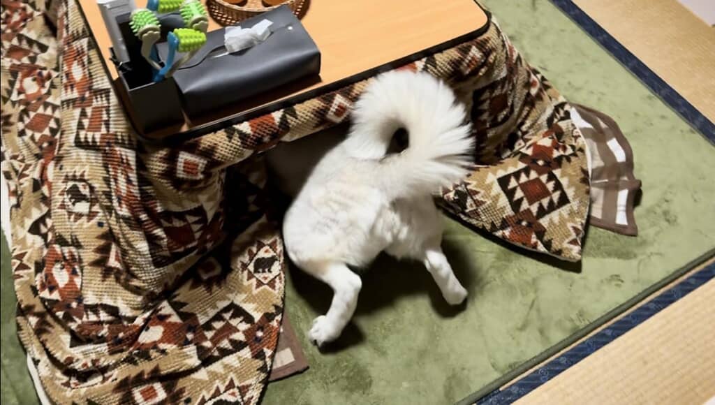 意地でもコタツに入りたい模様