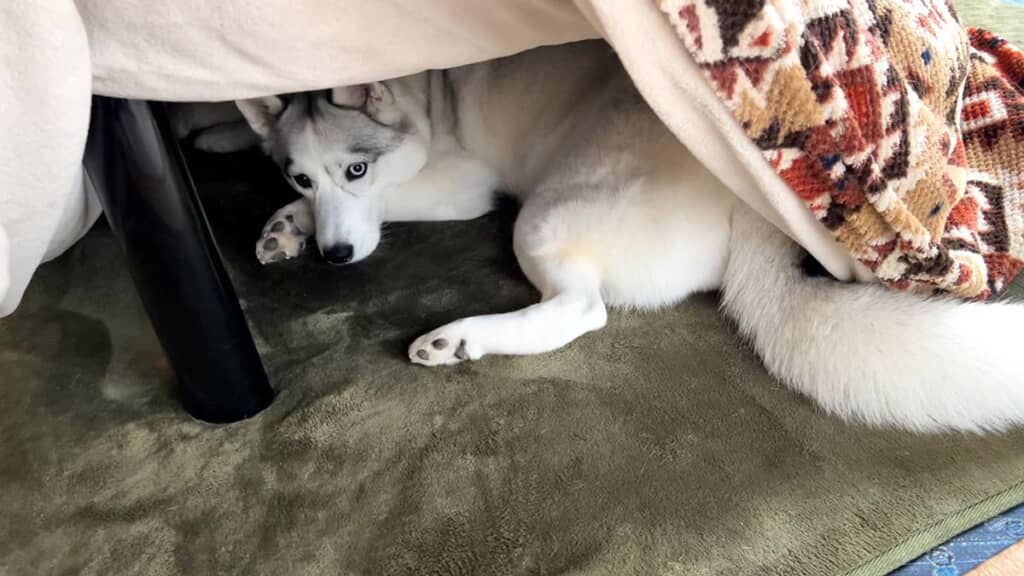 足もしっかりコタツに入れてる時もあるようです