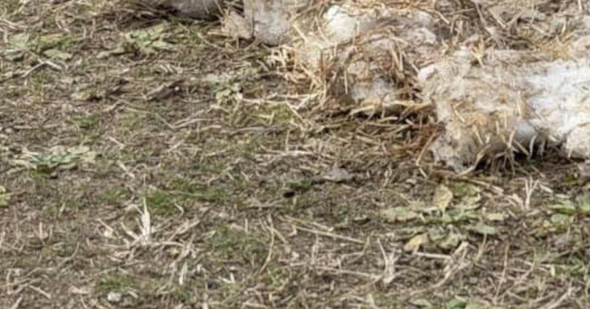 雪の翌日、“雪だるま”かと思ったら……　長崎で目撃された“とんでもない光景”に「ここまでの悪あがきしたことないw」（1/3） | 長崎県 ねとらぼ