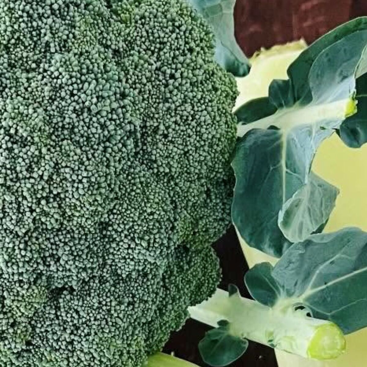 「これ全部で300円」→物価高とは思えぬ“まさかの光景”に「農家さん大丈夫なのかな…」「近くだったら飛んで買いに行きたい」 | ライフスタイル ねとらぼ