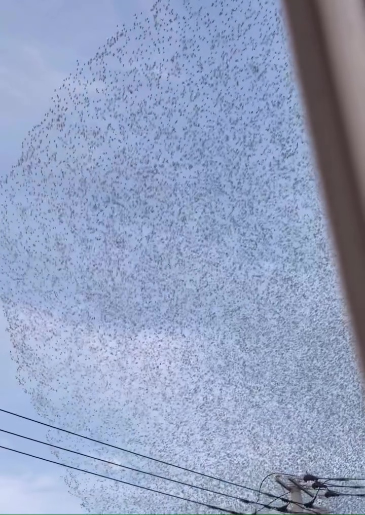 音の正体は鳴き声や羽音だった！