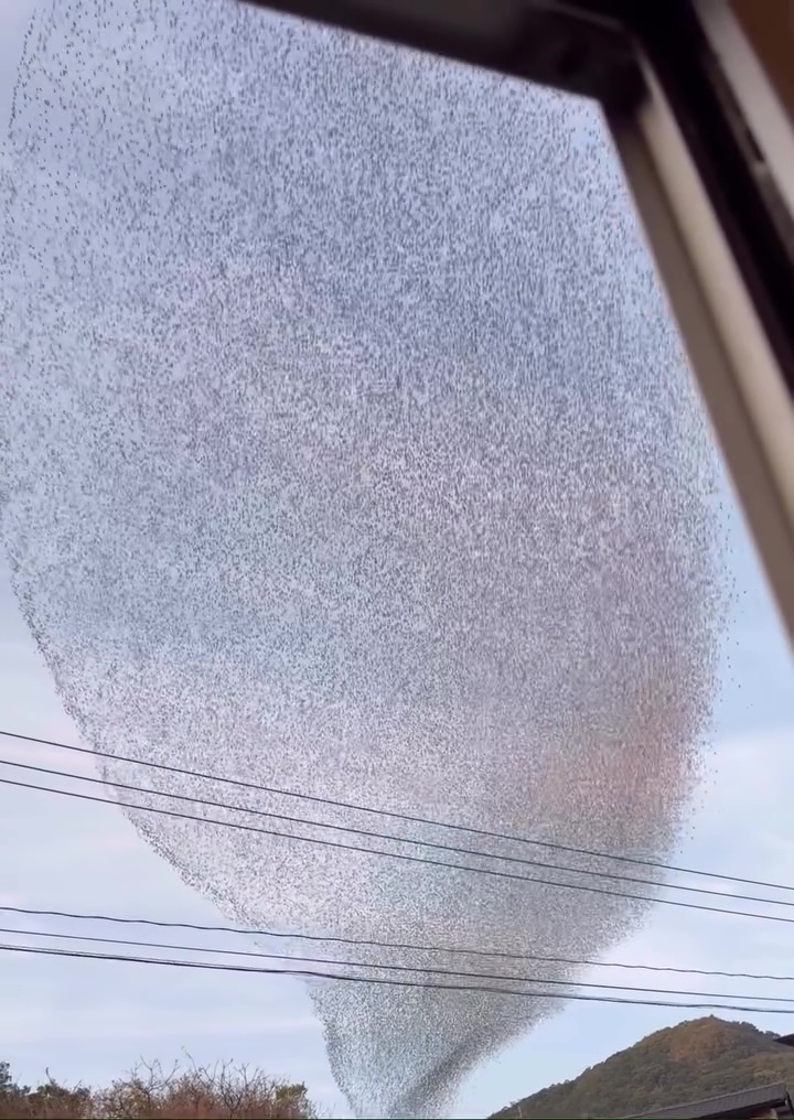 ものすごい数の鳥だー!!