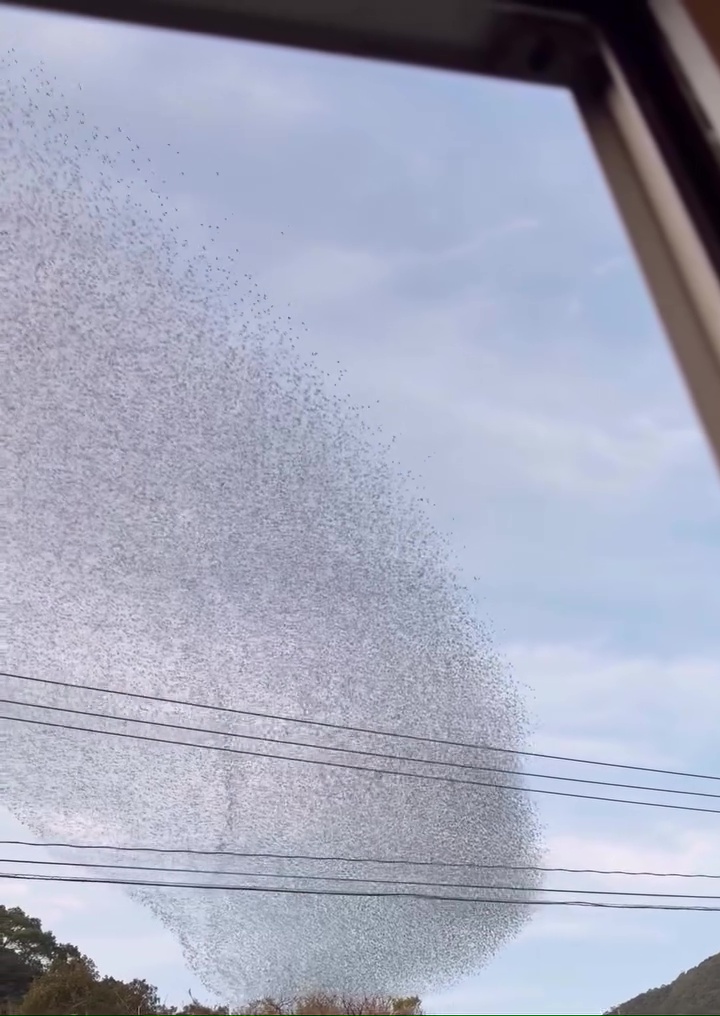 もはや1つの大きな生物……