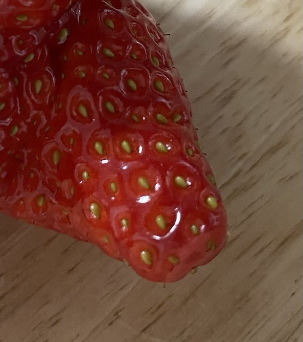 色ツヤがすばらしいイチゴですが……
