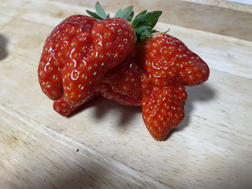 いろんな角度から観察したくなるビジュアル
