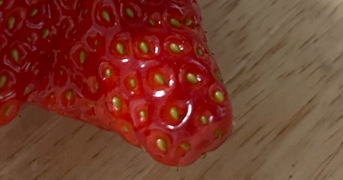 「怖い!!」衝撃的な“イチゴの姿”に戸惑いの声続出　　「なんじゃこりゃ！？？」「はじめて見ました」と34万表示（2/3） | ライフスタイル ねとらぼ