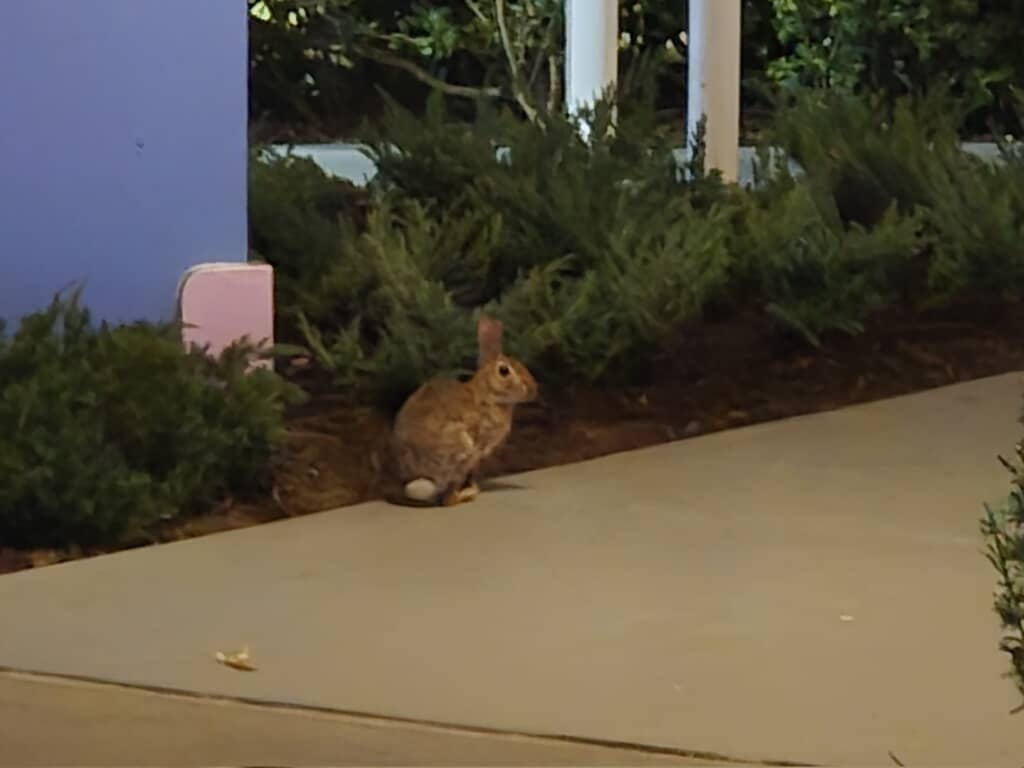 夜の植え込みの前に佇む茶色の野生のウサギ