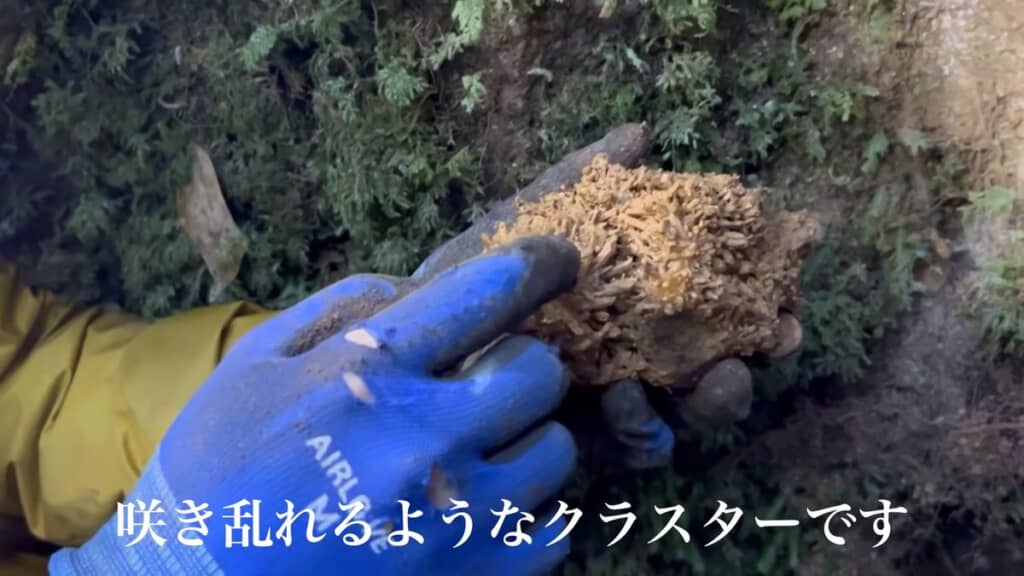 粘土が付着していても各部の結晶がくっきりと見える水晶クラスター