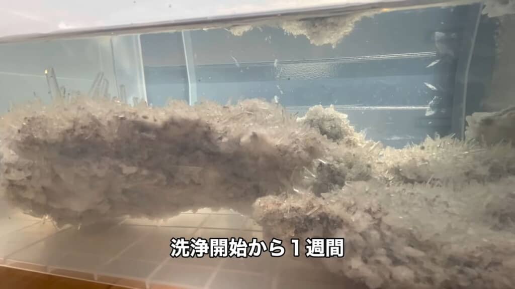 洗浄液につけて水槽内で水晶クラスターを洗う様子